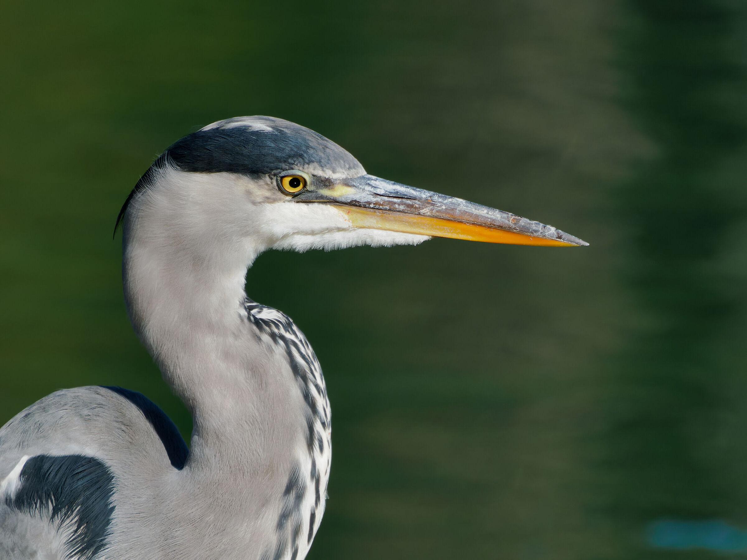 Portrait of Cenerino