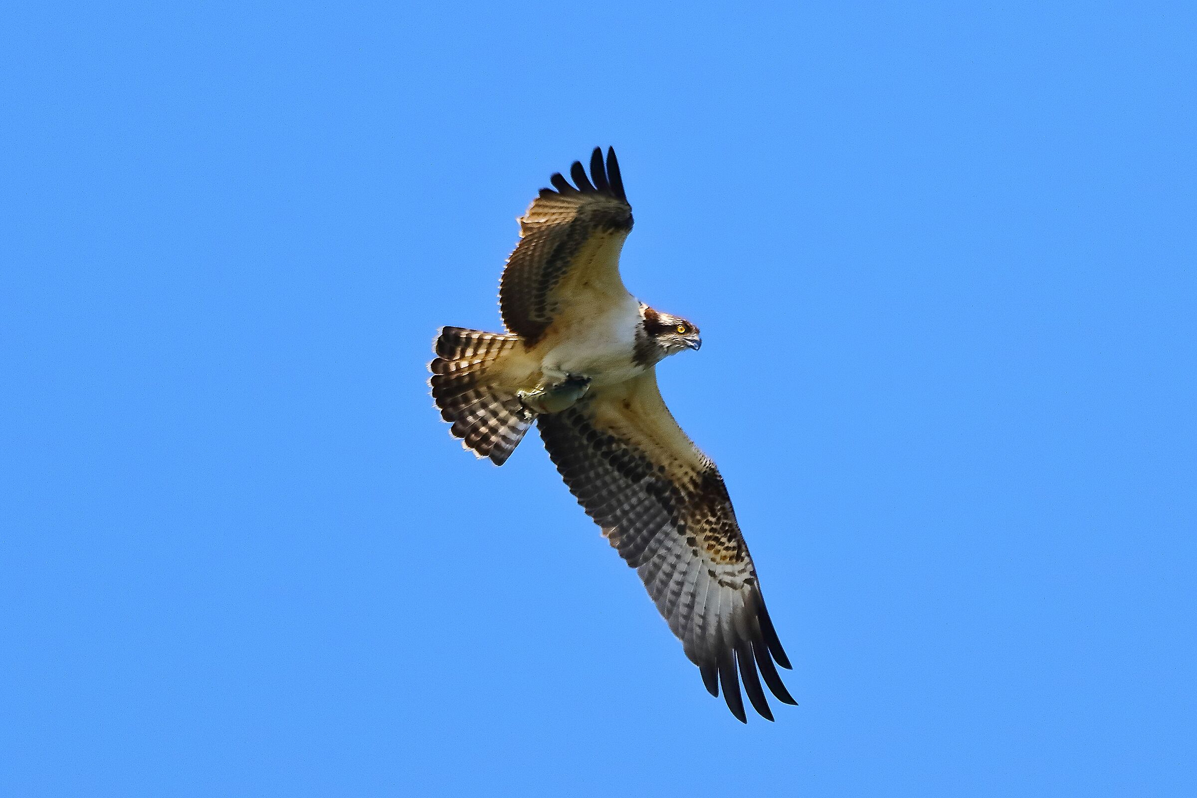 Falco pescatore 21 settembre 2021 - 0921