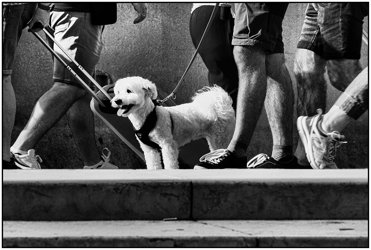 Erwitt docet