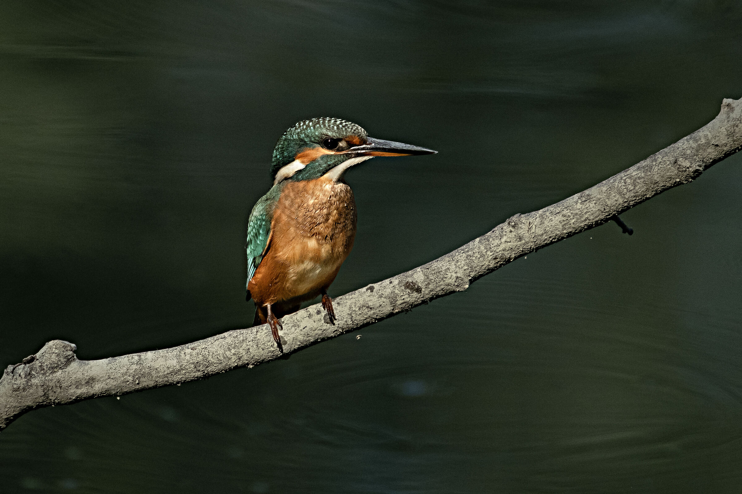 Kingfisher