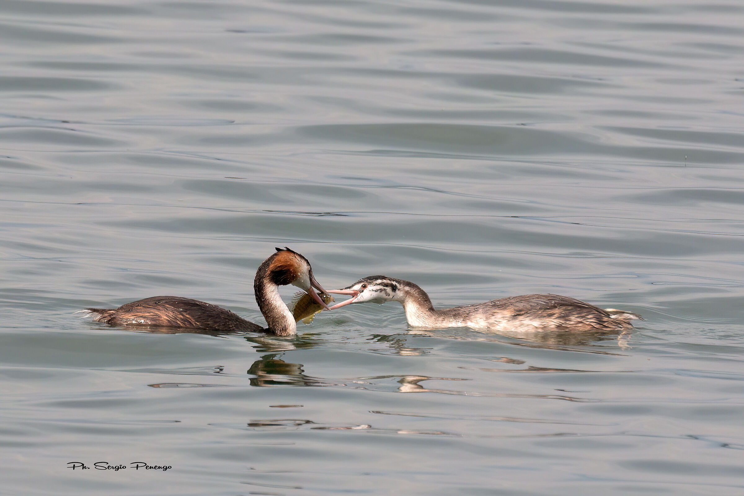 Grebes parent fishing fish for baby