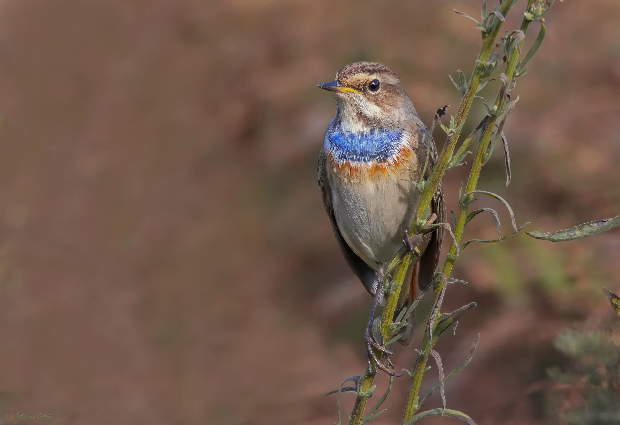 Bluethroat (Luscina svecica)