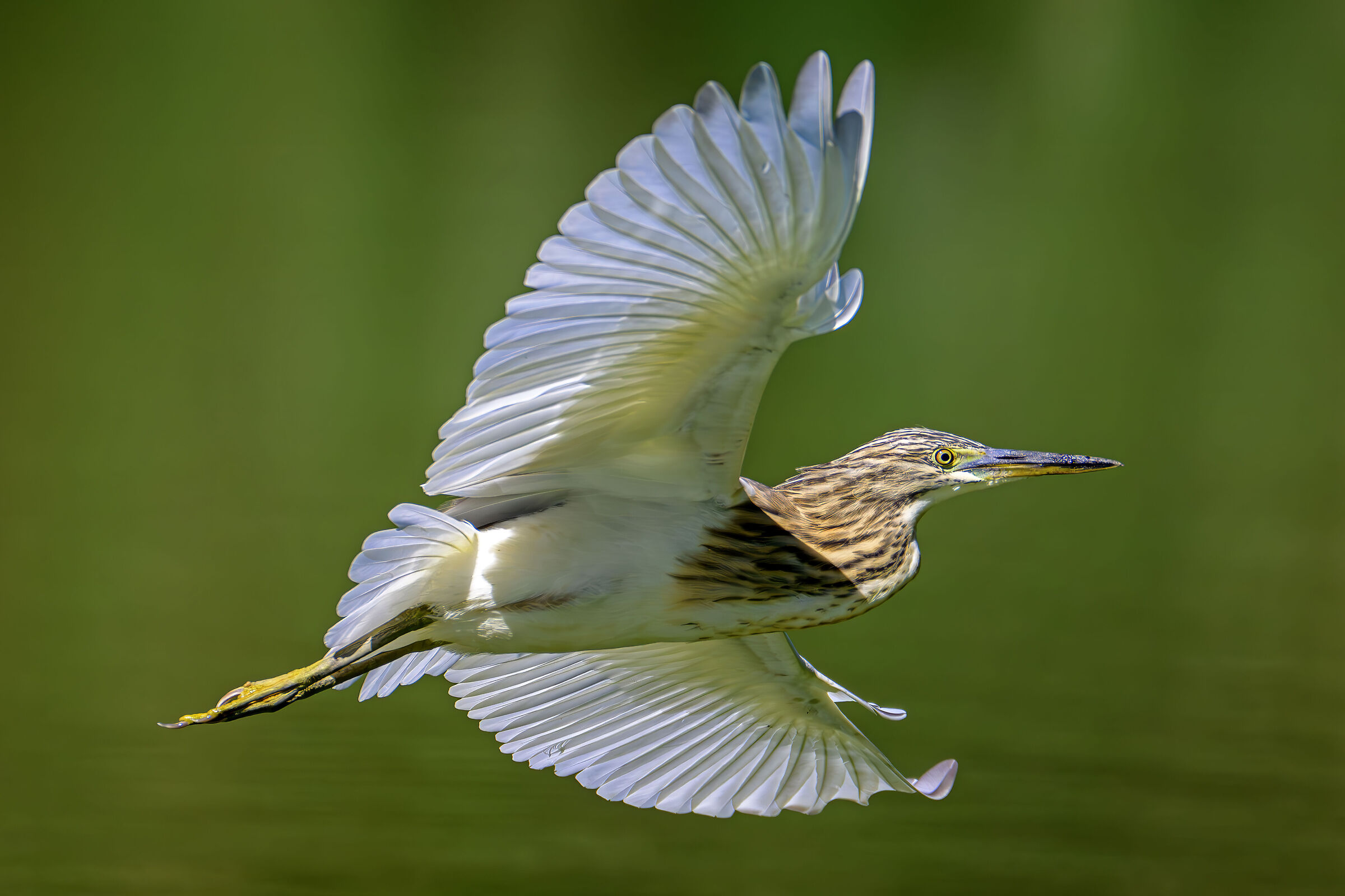 The flight of the squacco heron