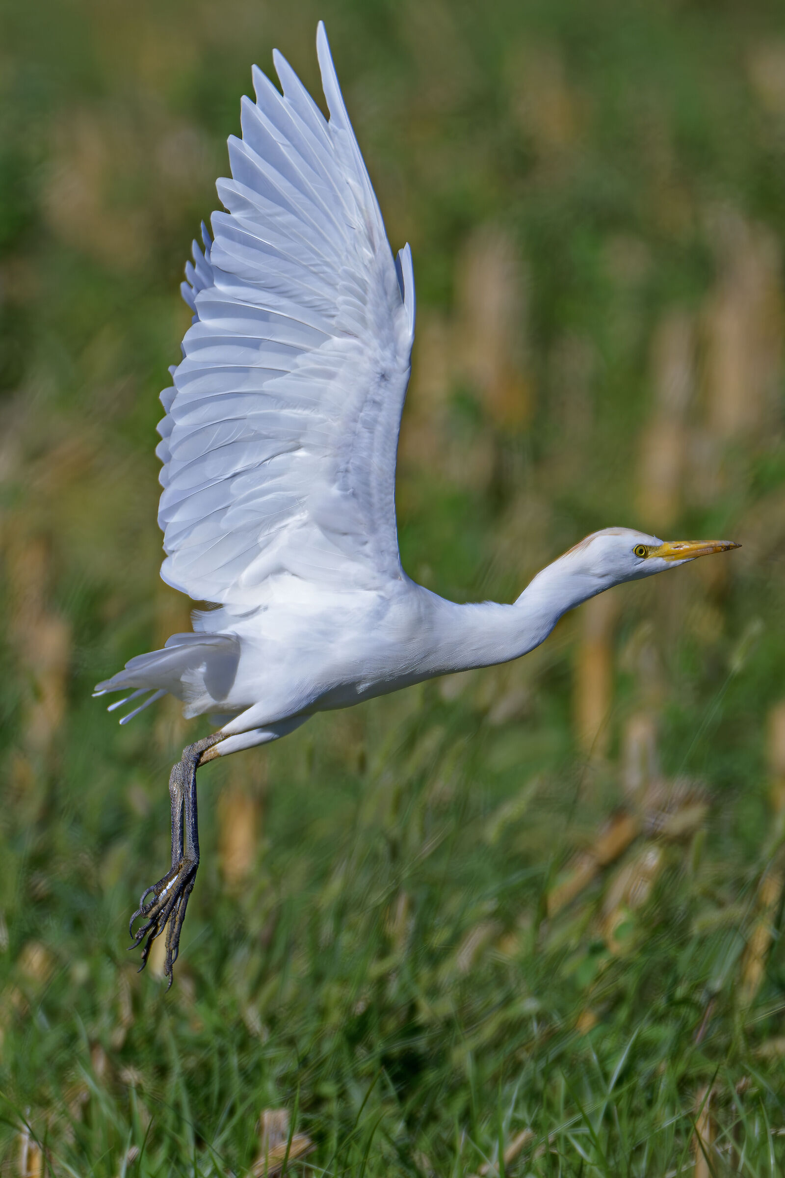 The take-off of the cattle egret