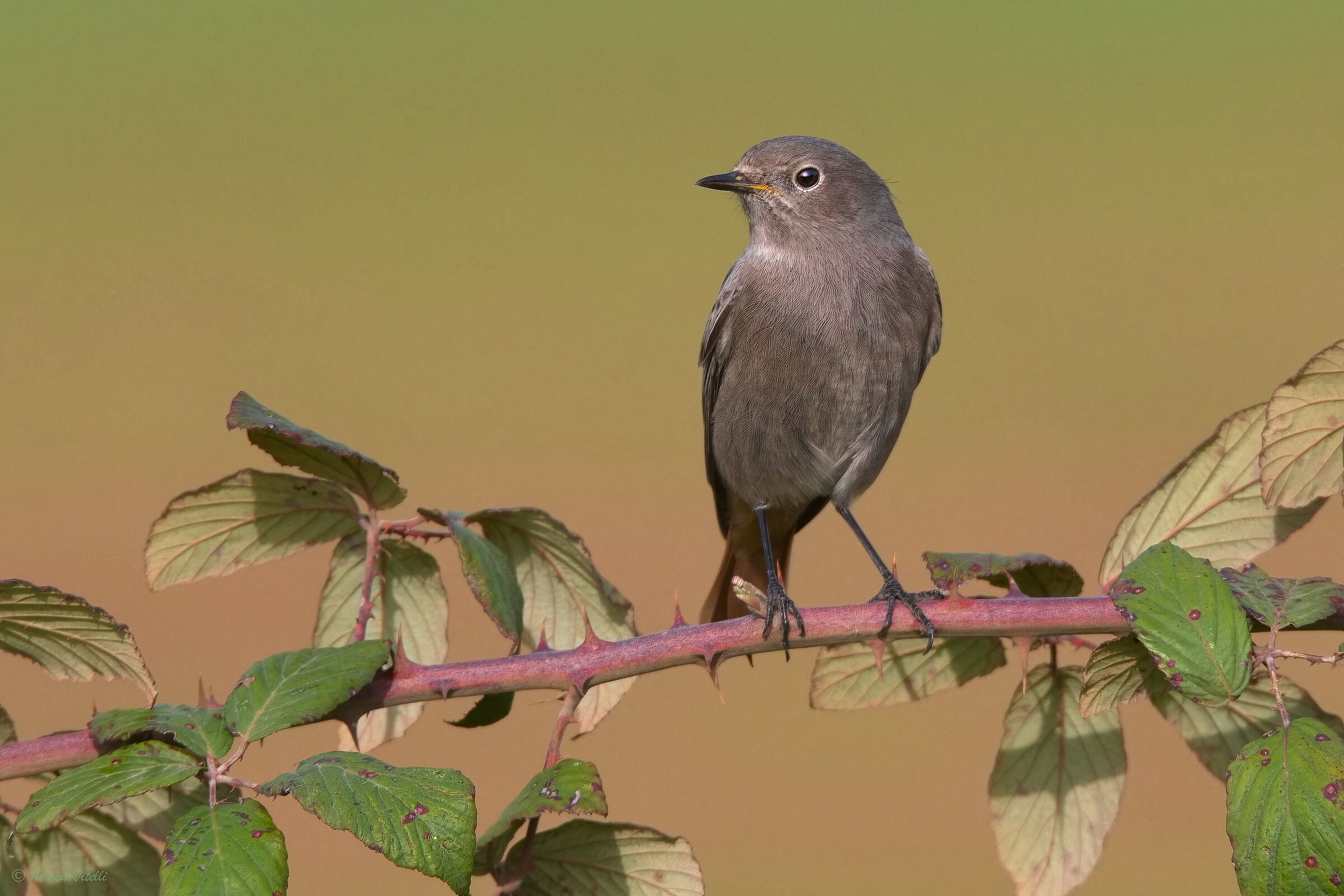 Chimney Sweep Redstart (F)