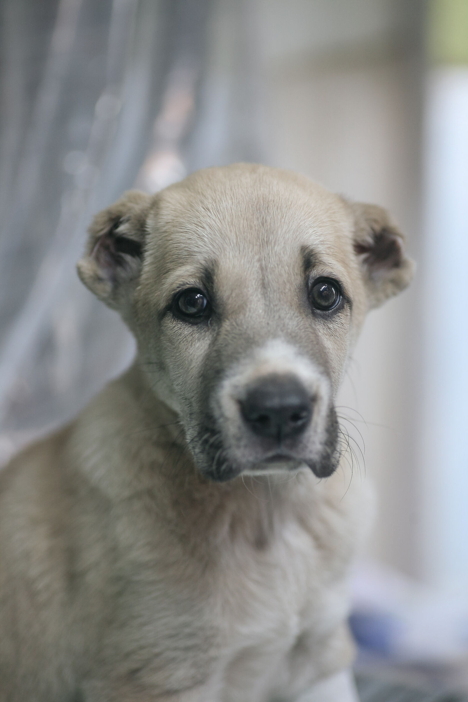 Cane caucasico