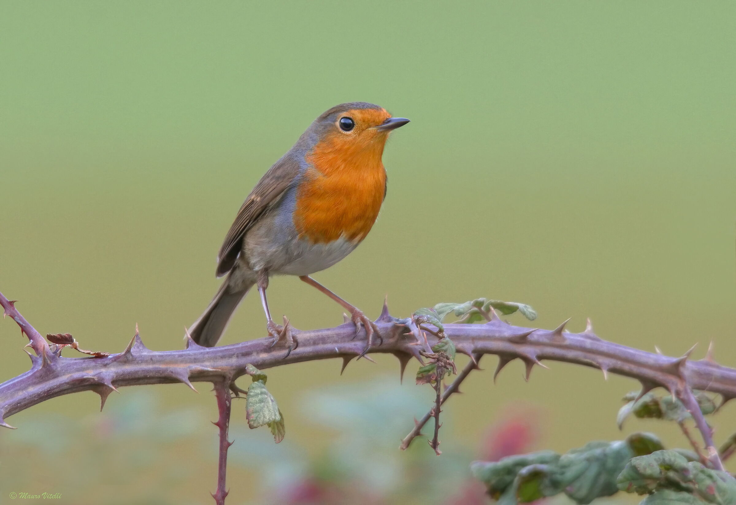 Robin (Erithacus rubecula)