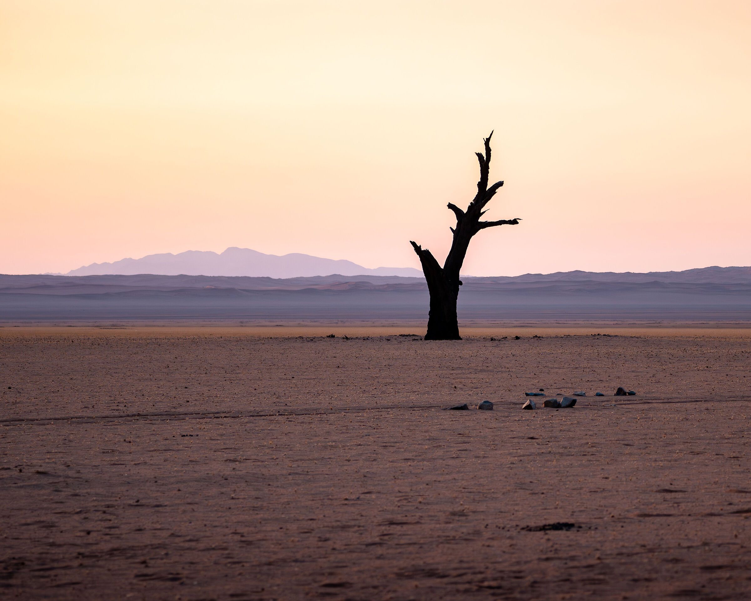 Il guardiano silente: memoria del deserto