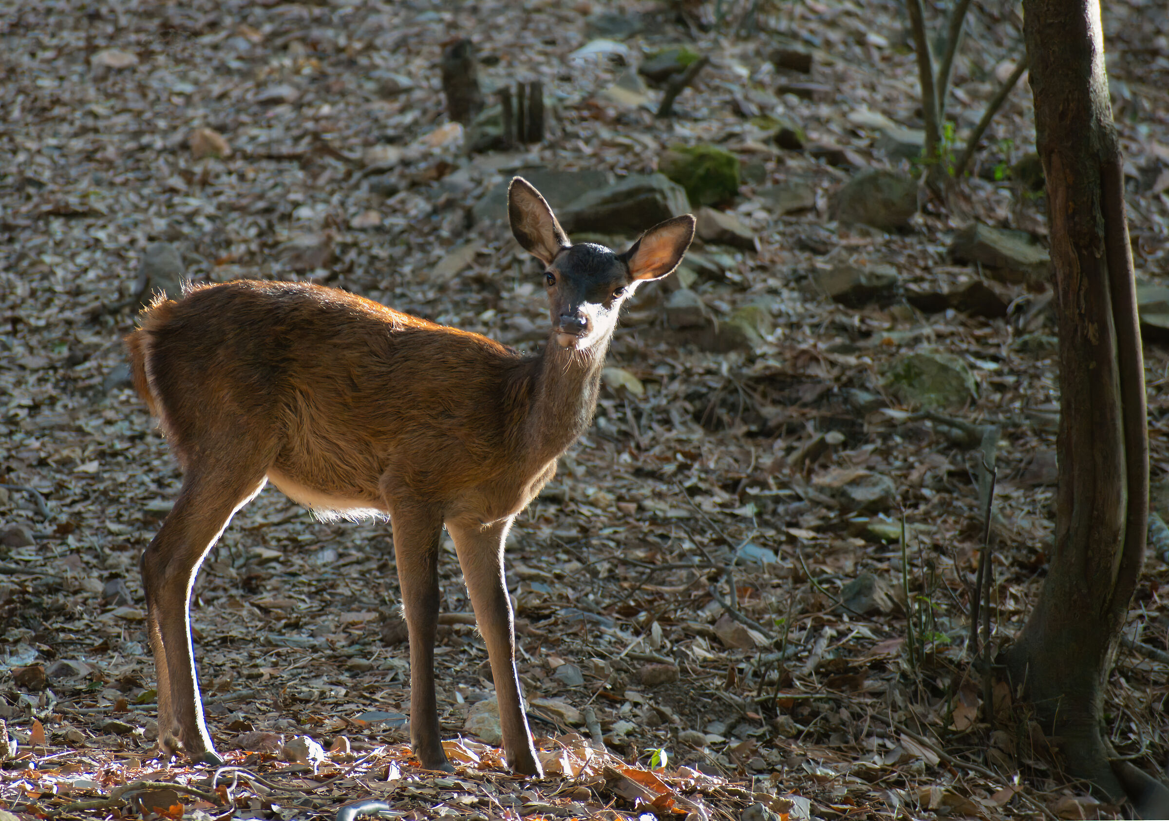 Fawn