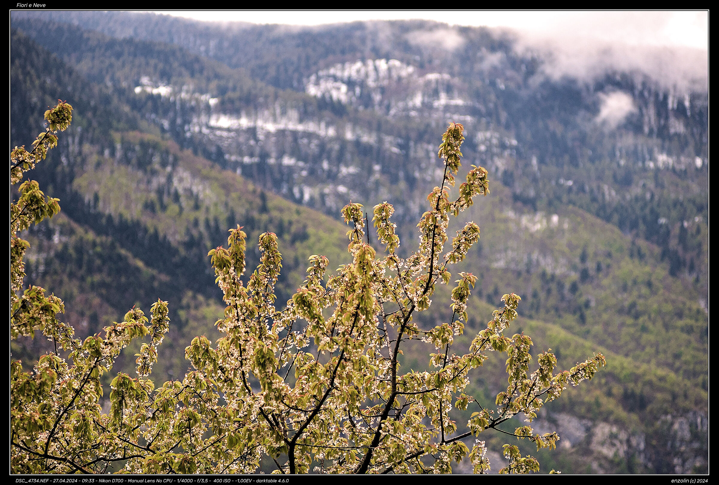 Flowers and Snow