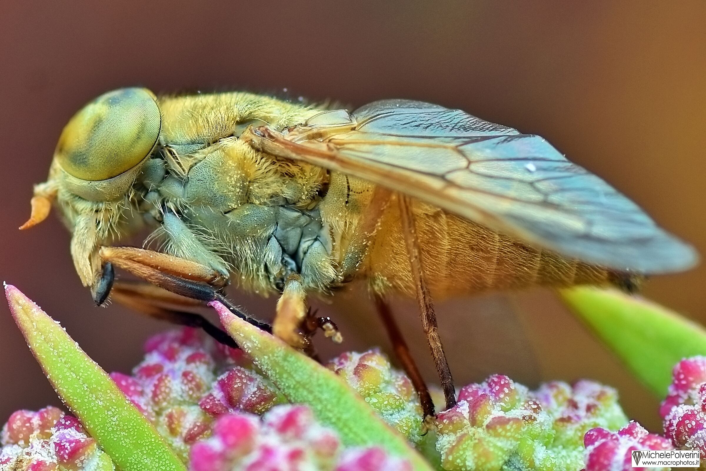 Tabanus Bromius -Female Horsefly- September 22, 2024