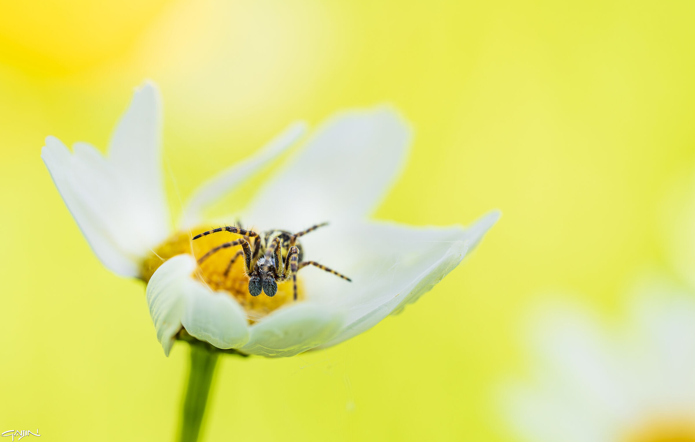 Anche io amo i fiori