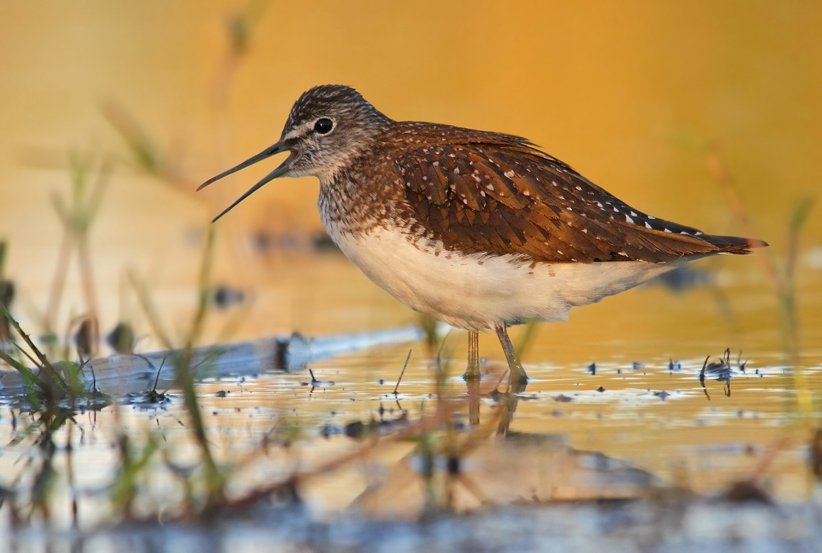Green Sandpiper