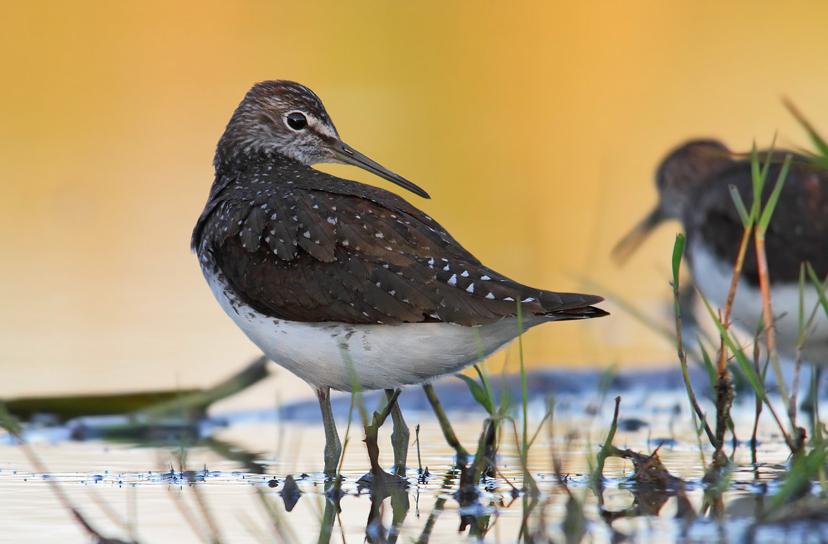 Green Sandpiper