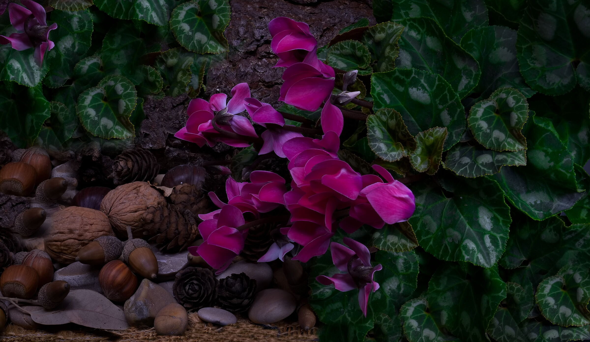 Light Painting Ciclamini