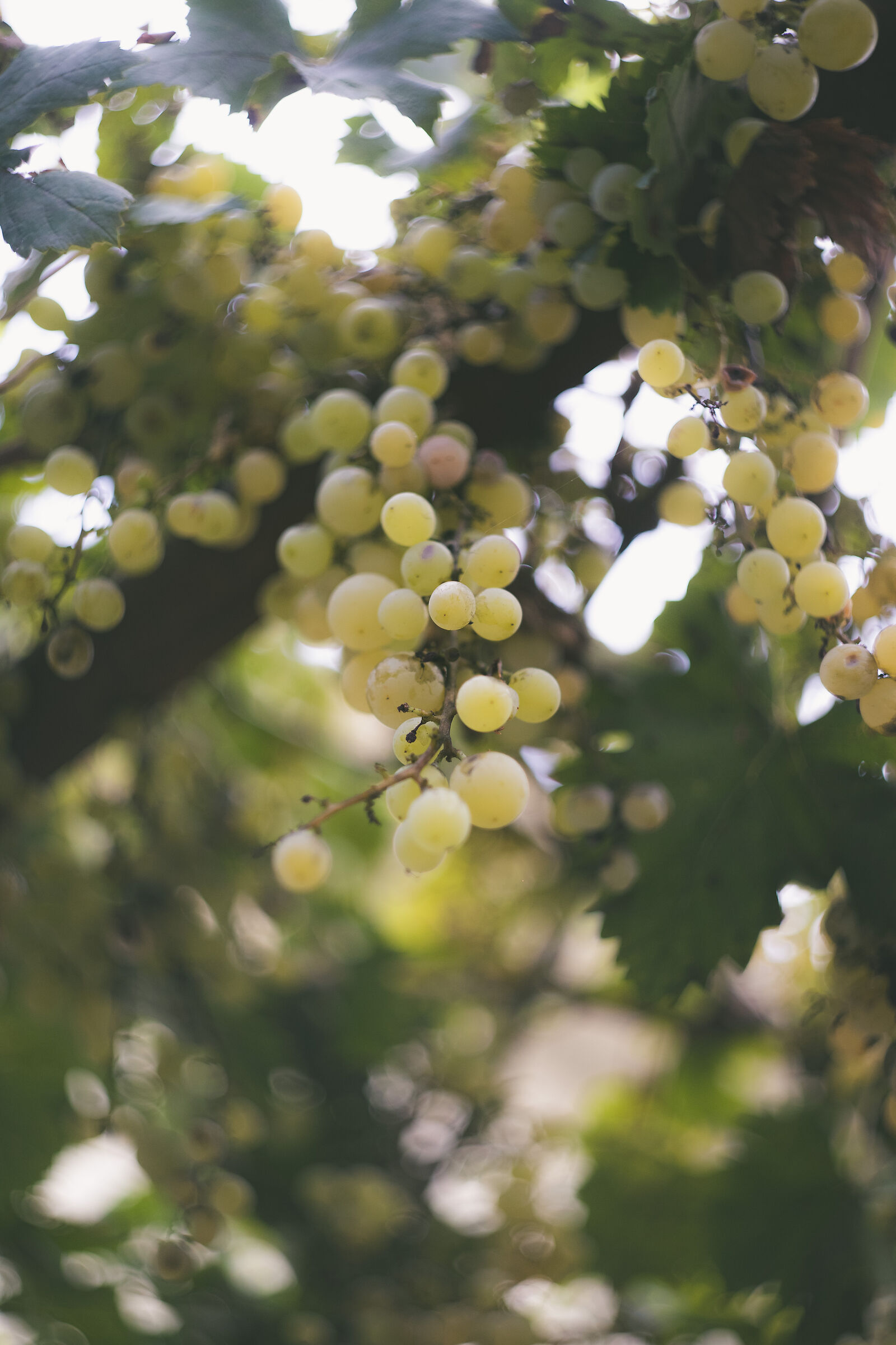 Grape