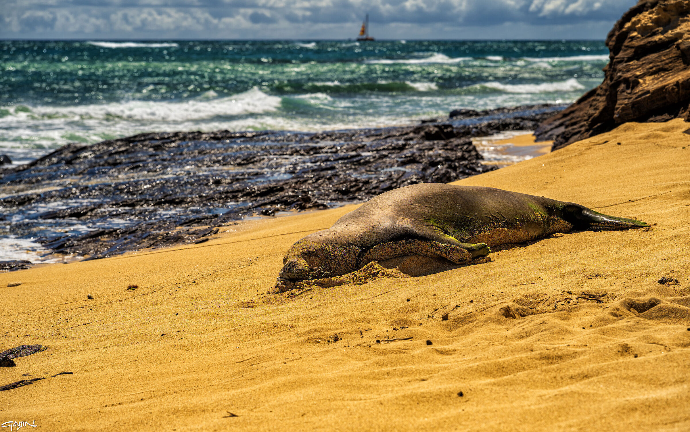 Foca in spiaggia