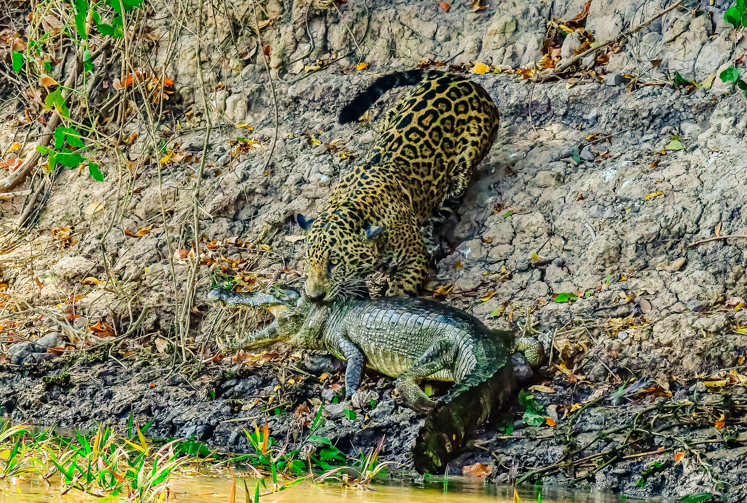 The prey
