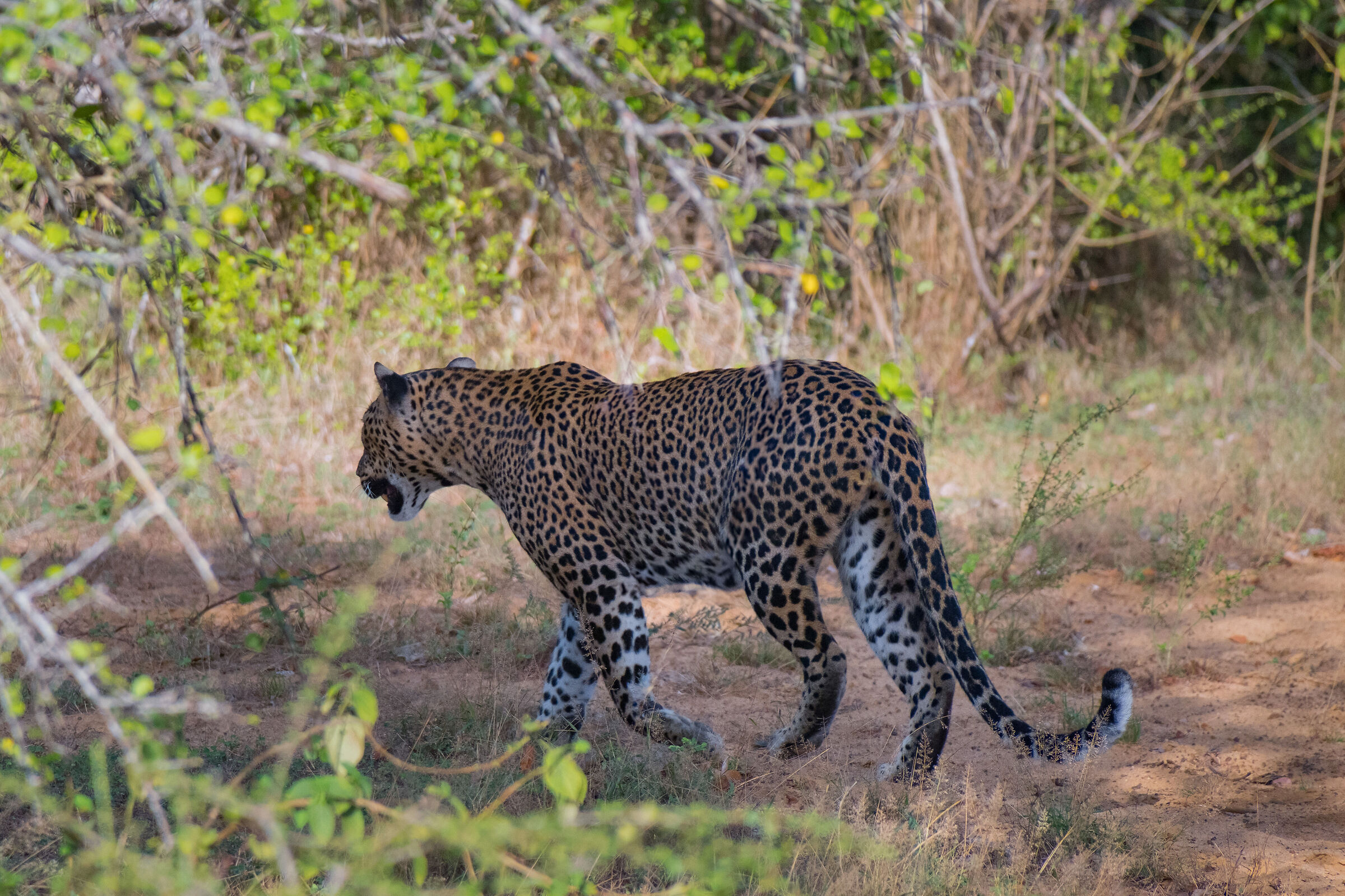 Leopard at Yala