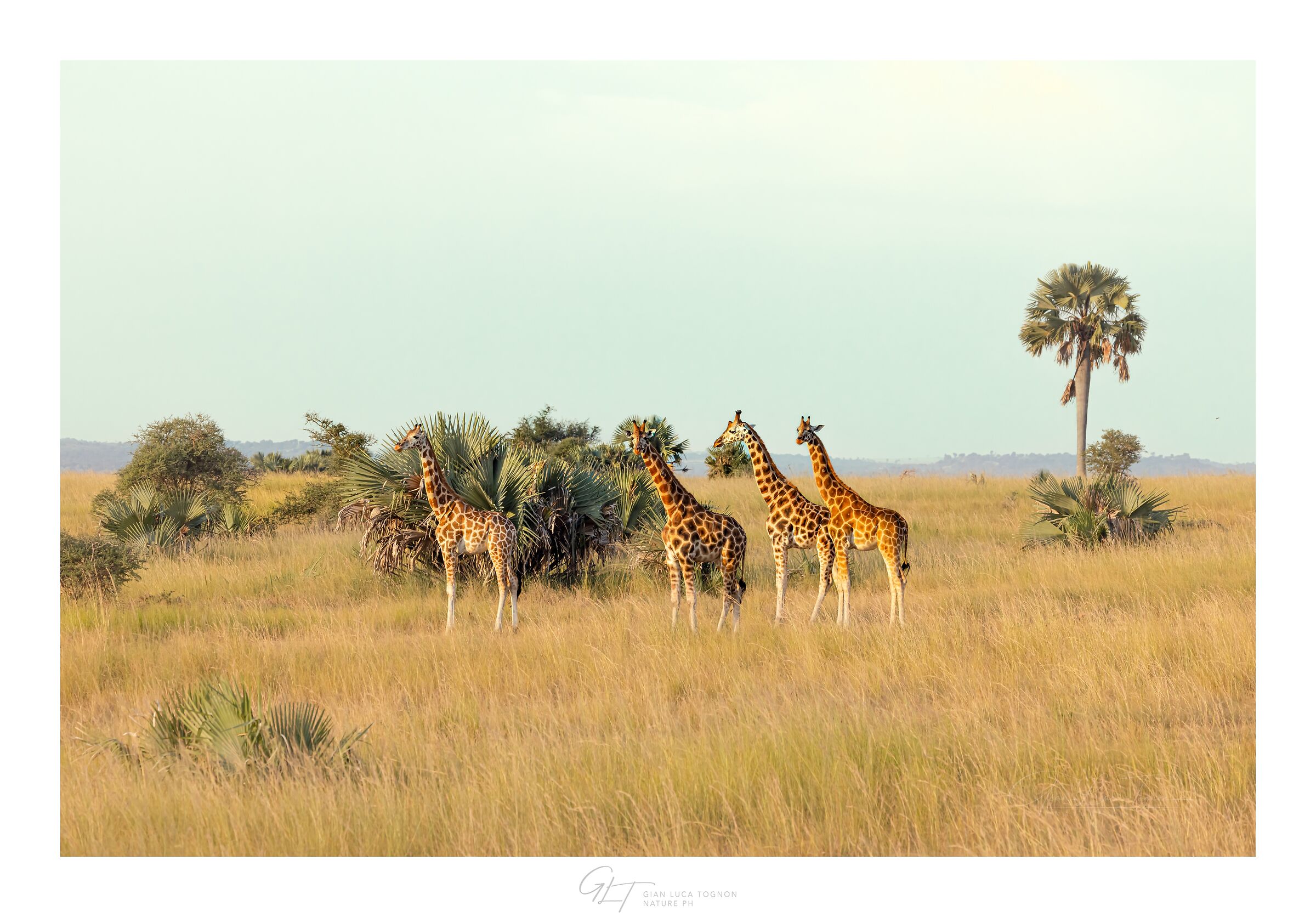 Giraffes