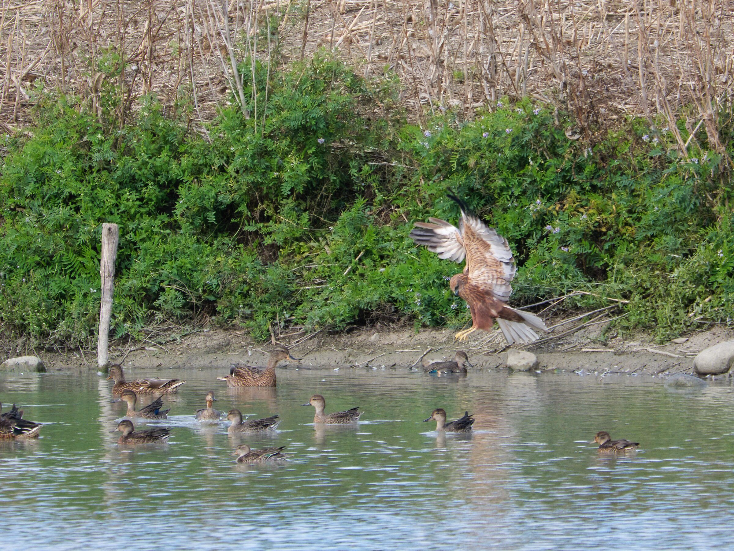 Falco di palude