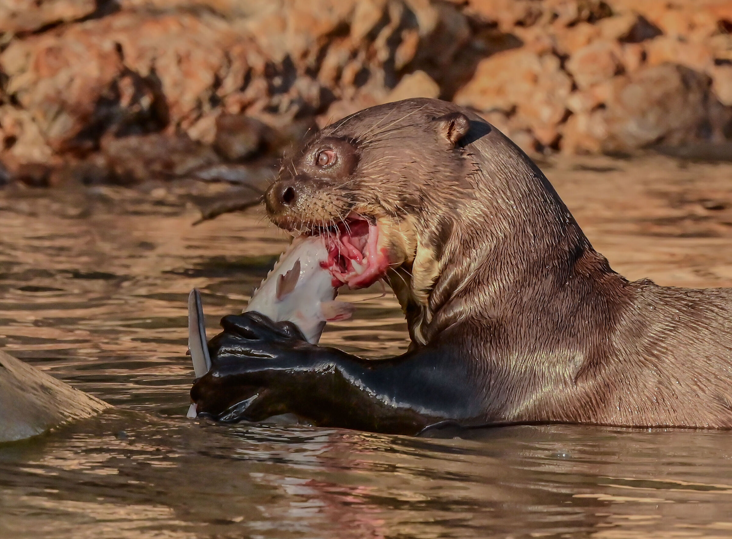 The giant otter