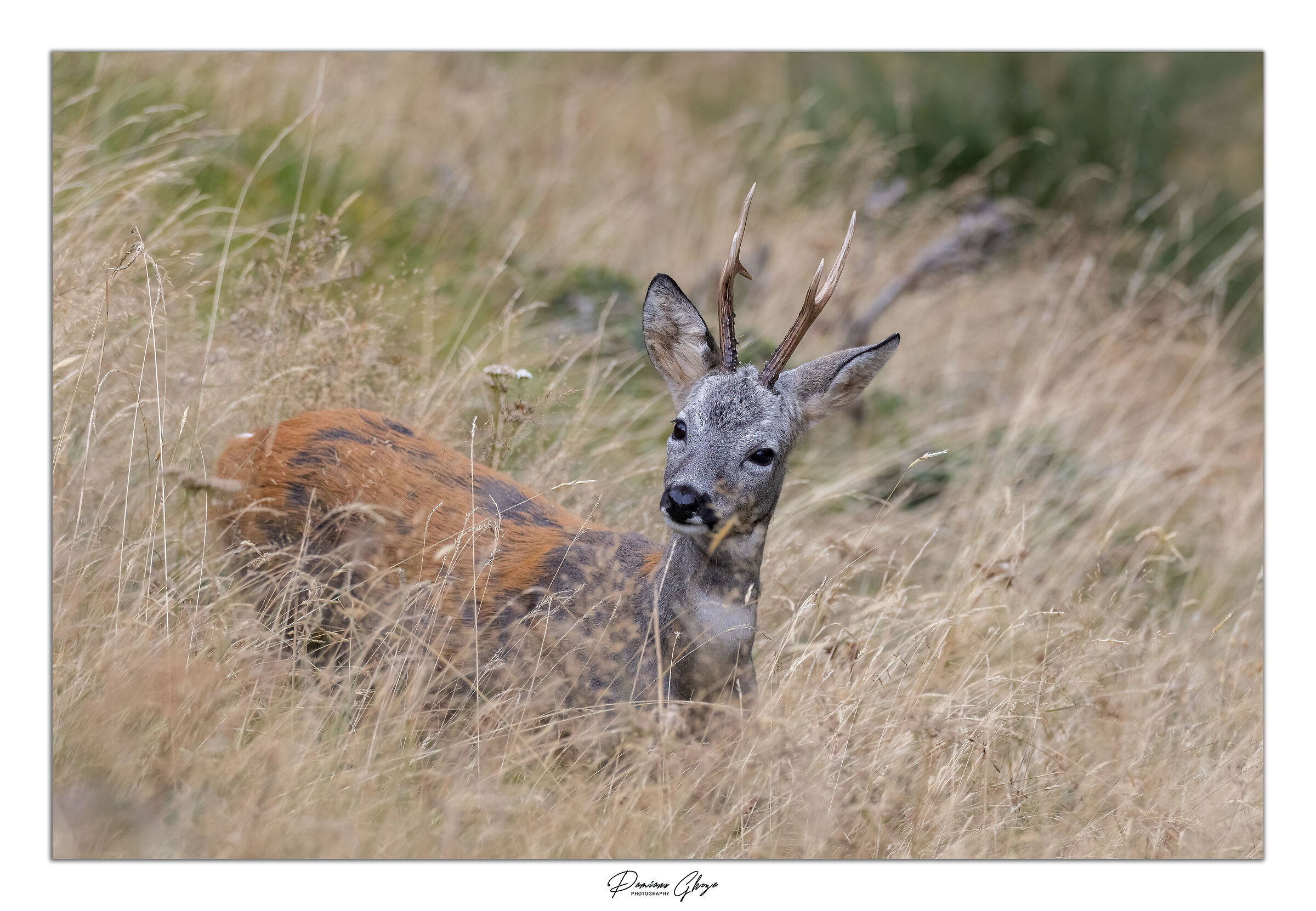 Capriolo