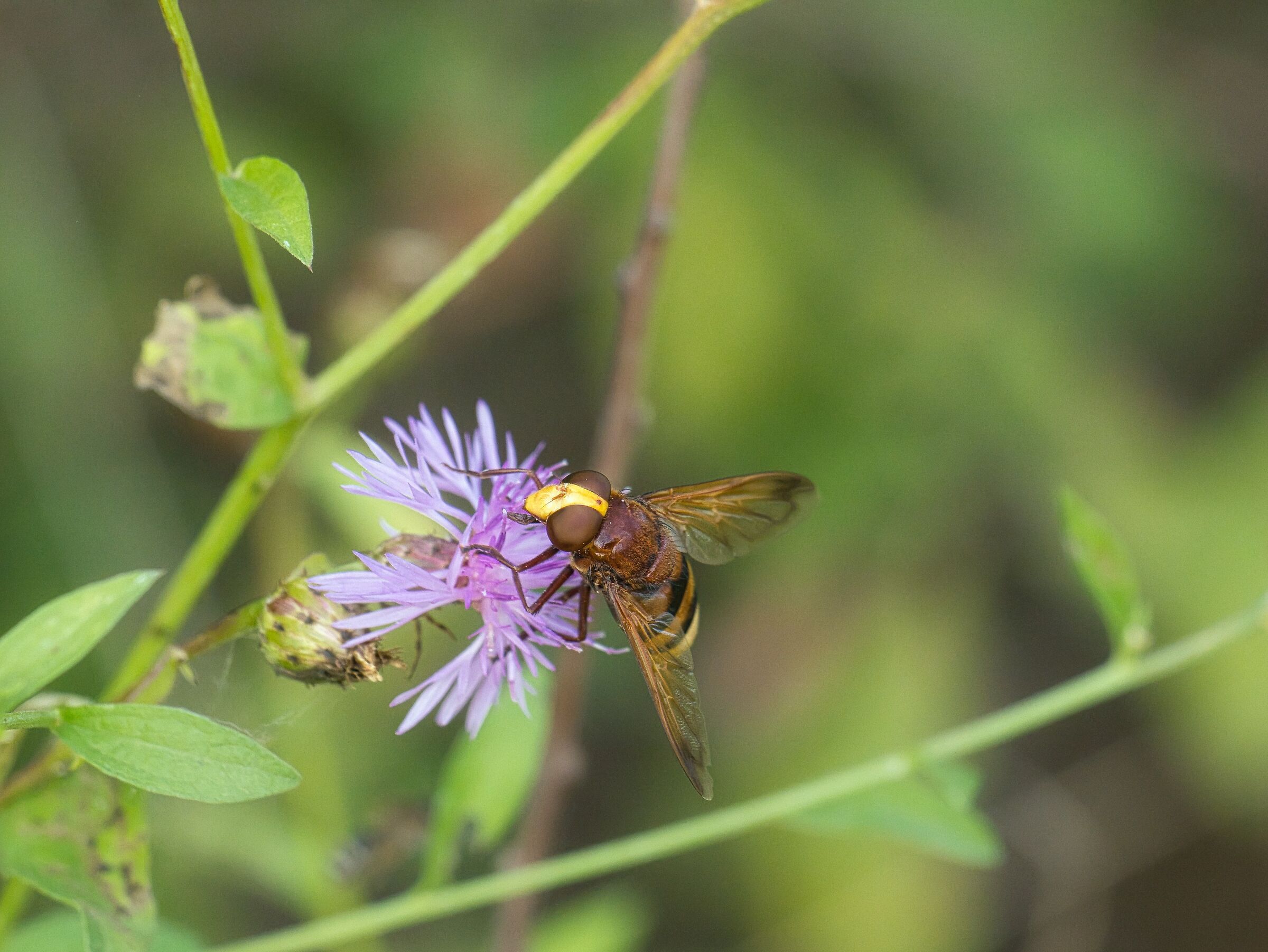 Volucella zonaria