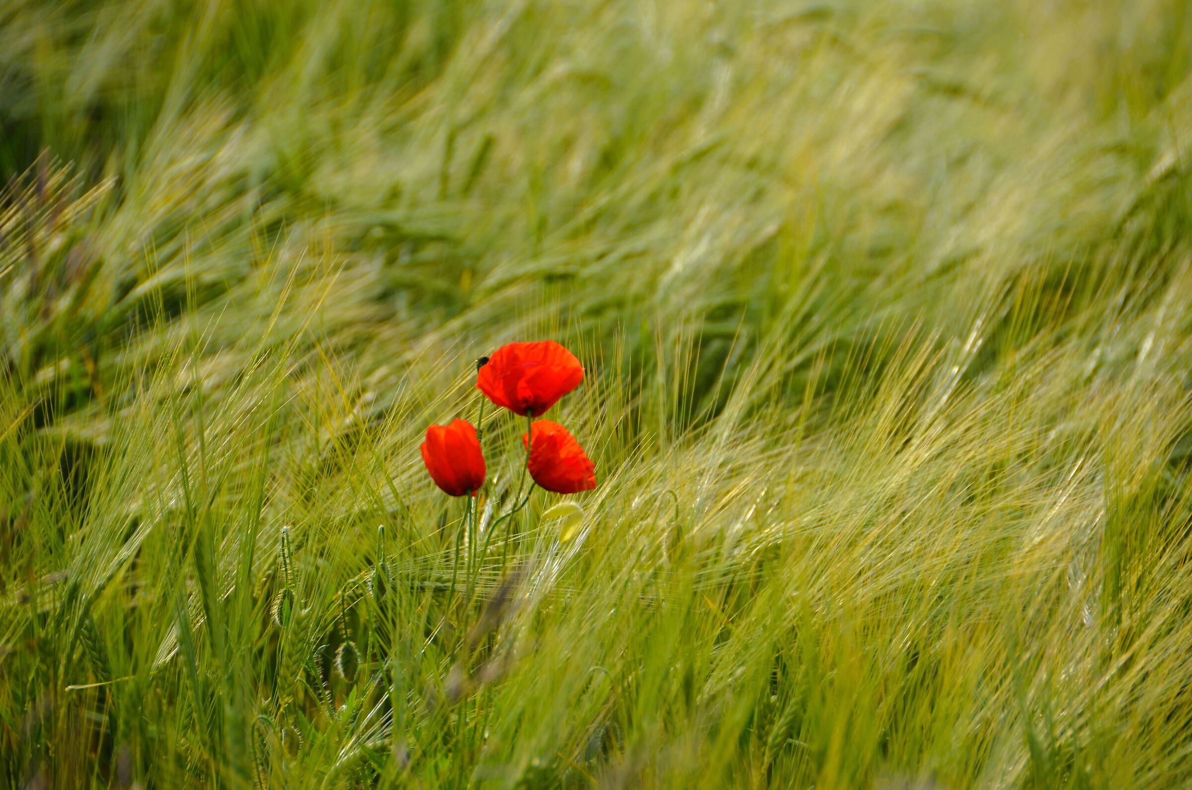 Poppies...