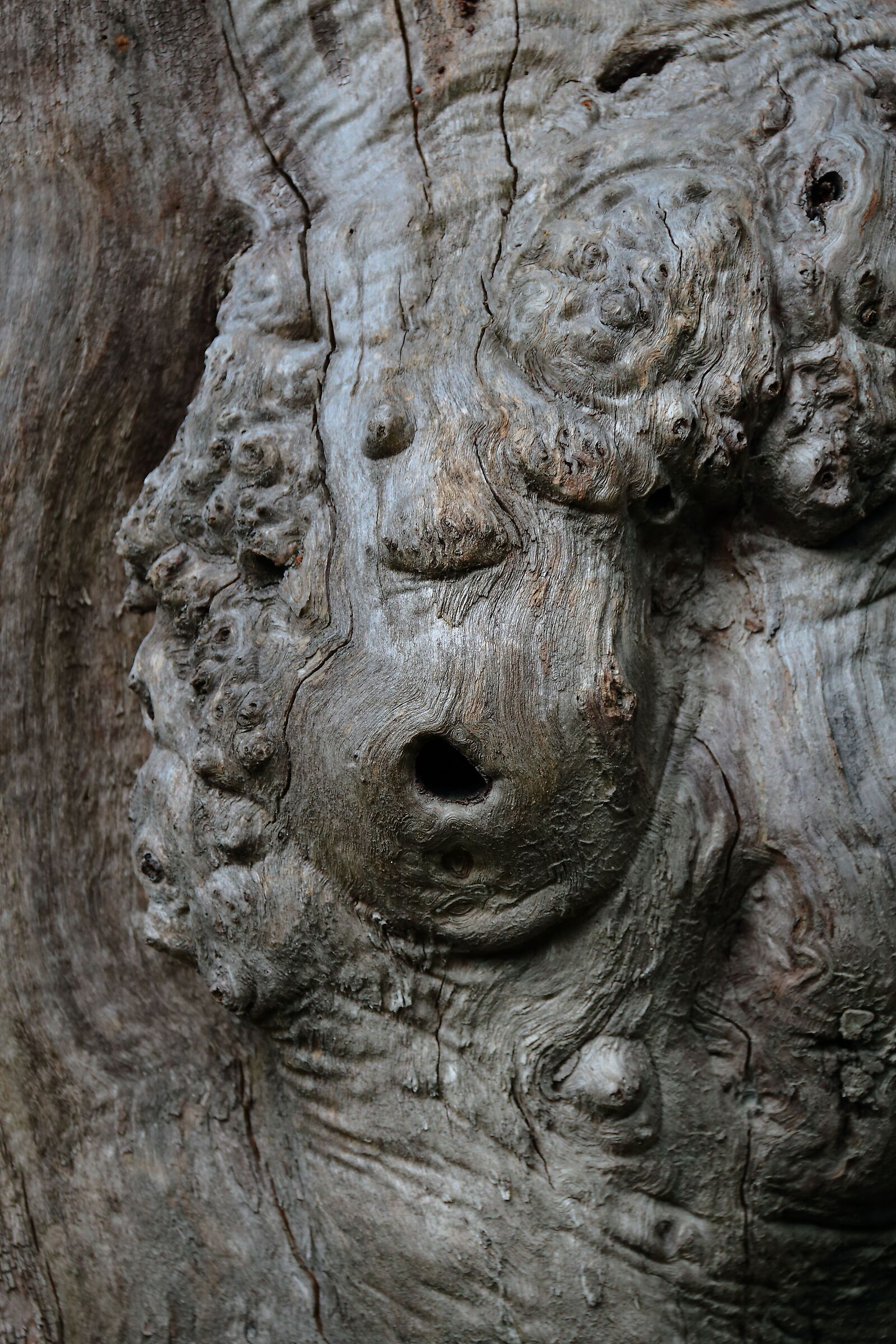 Volti nel bosco
