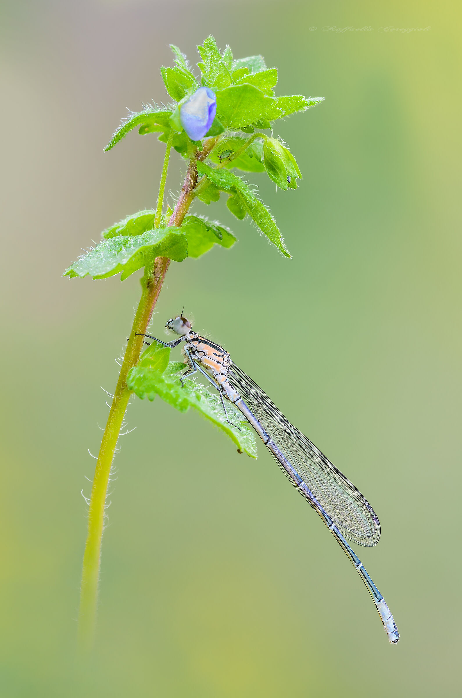 Coenagrion puella
