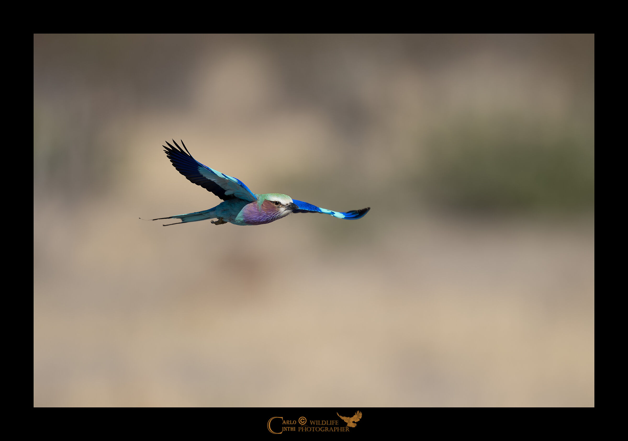 European rollerlilac