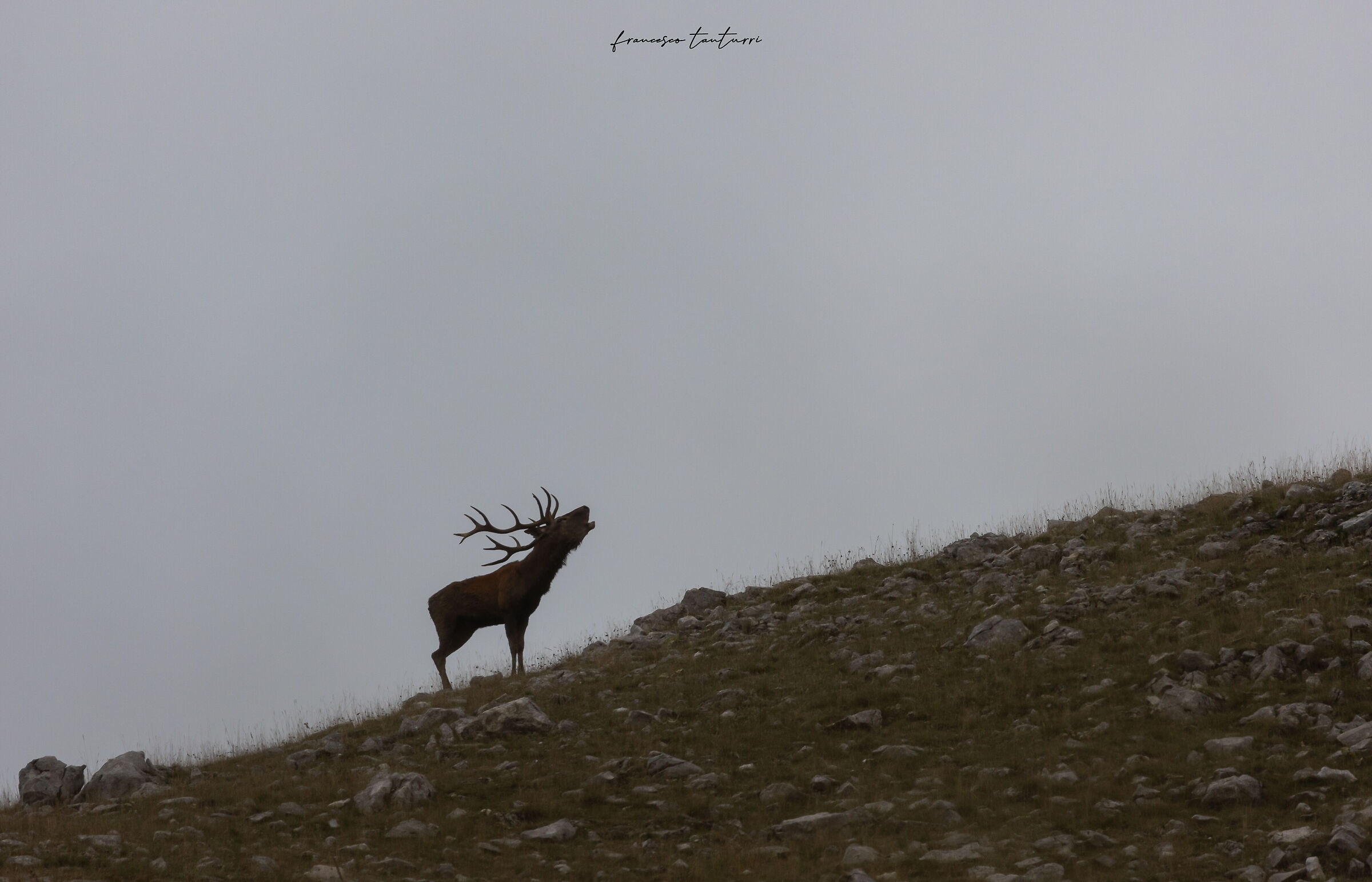 bellowing at sunset
