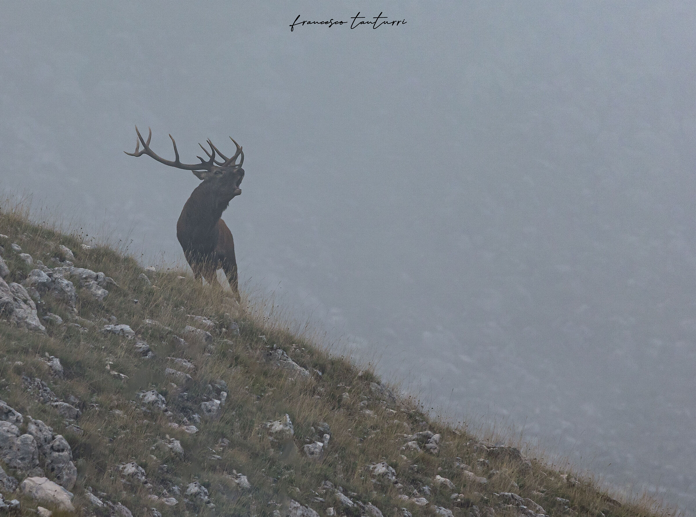 In the fog