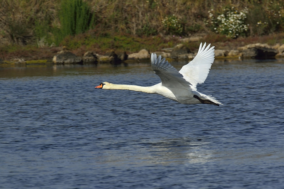 The take-off of the Swan