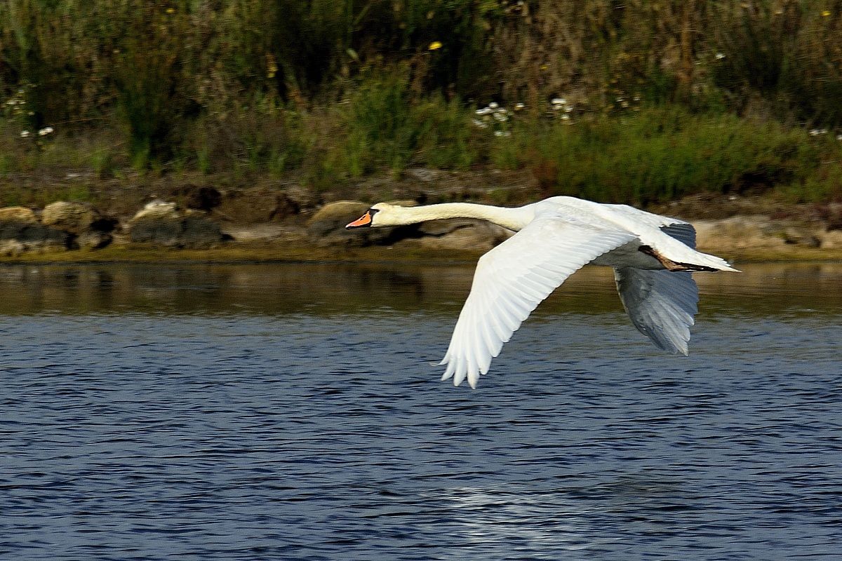 The Flight of the Swan
