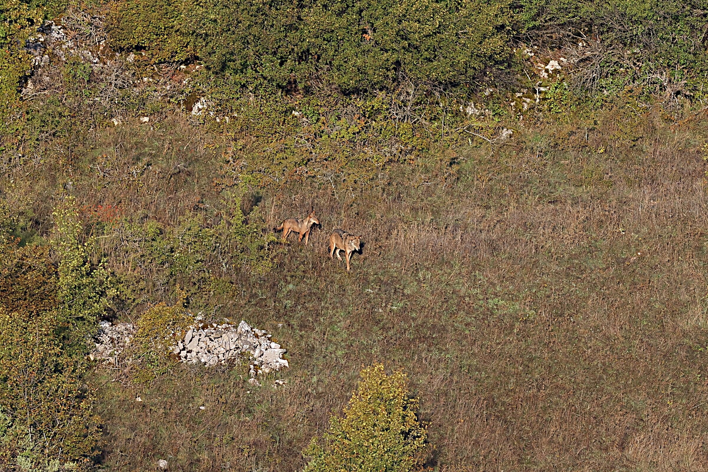 Wolves of the PNALM