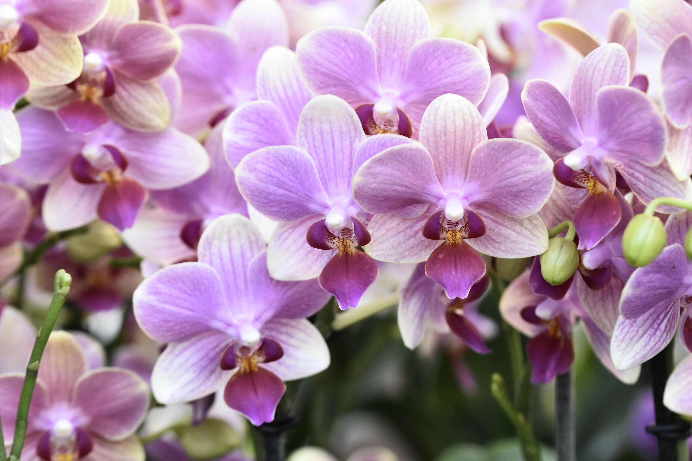 phalaenopsis - il coretto - Schio orchidee 2024