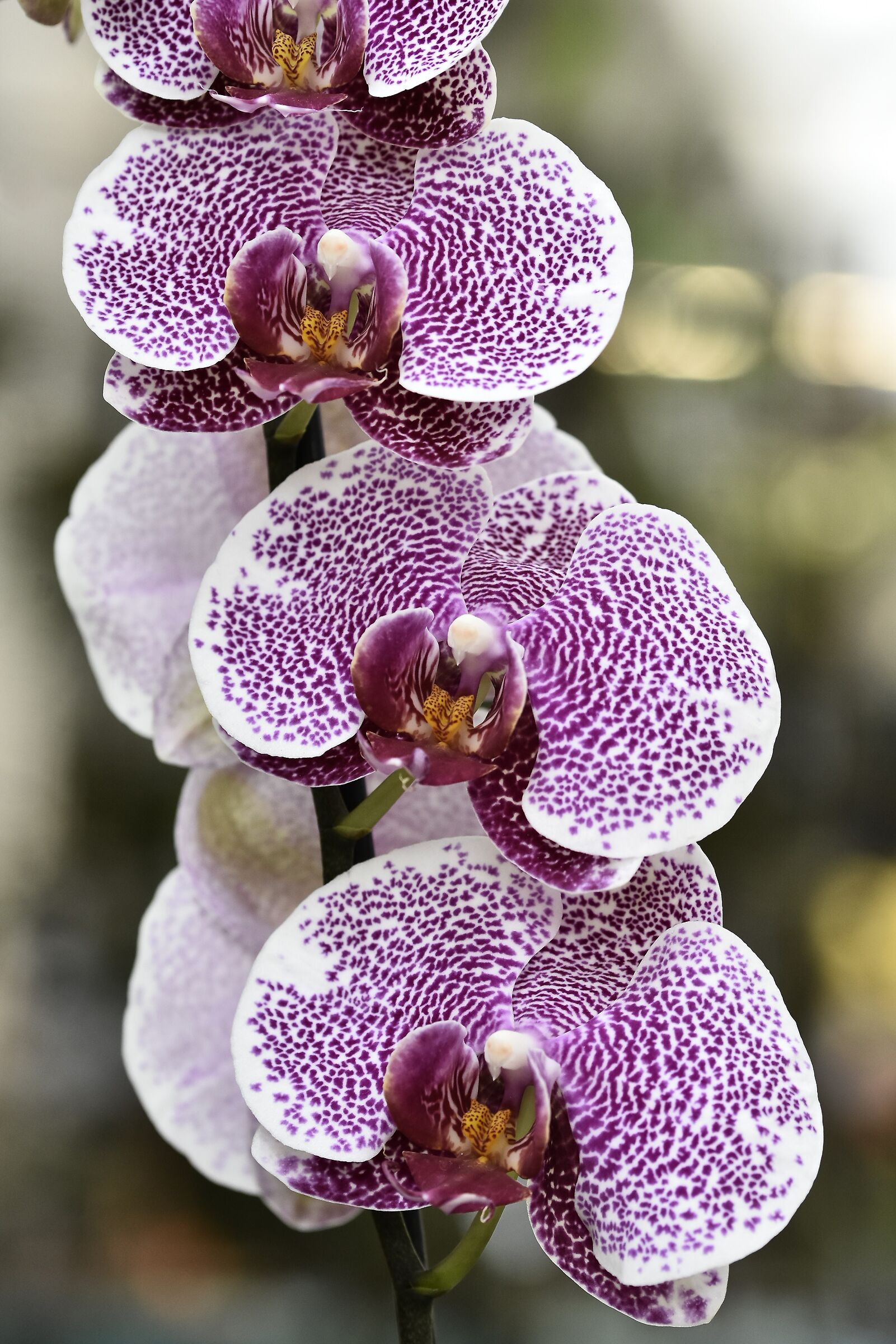 phalaenopsis - il quartetto cetra - Schio orchidee 2024