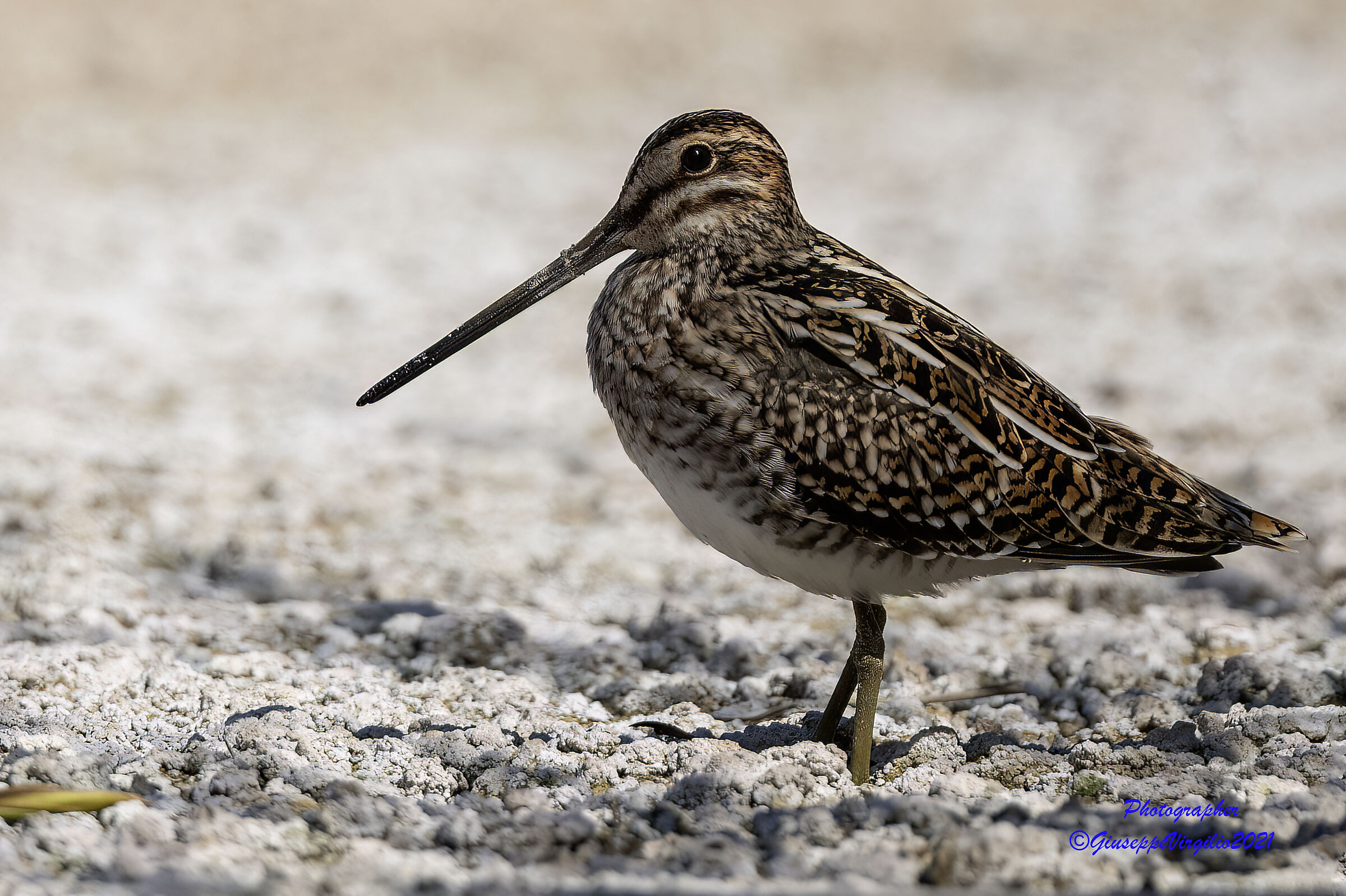 Woodcock (Sardinia 2021)