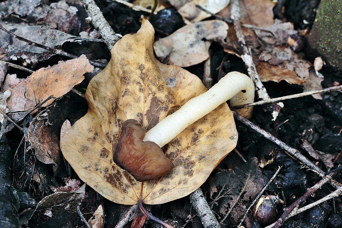 Verpa digitaliformis