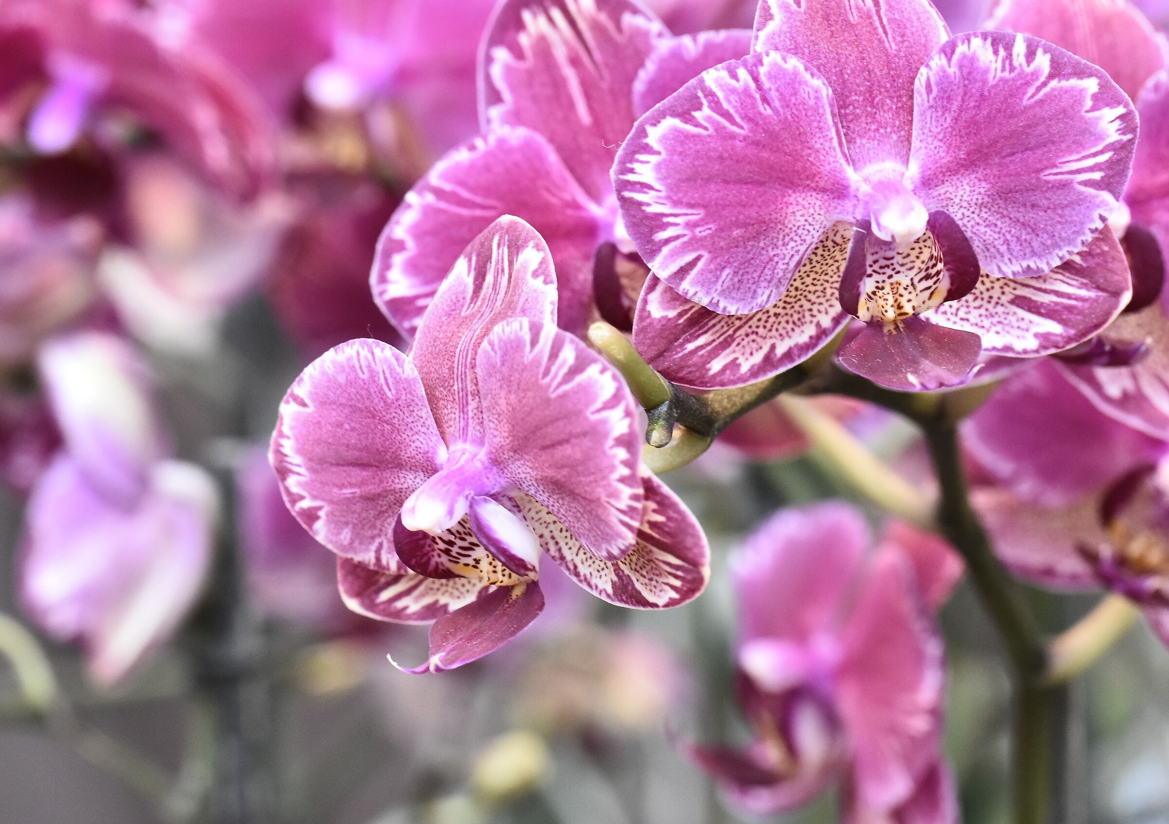 Furore cromico -Schio orchidee 2024