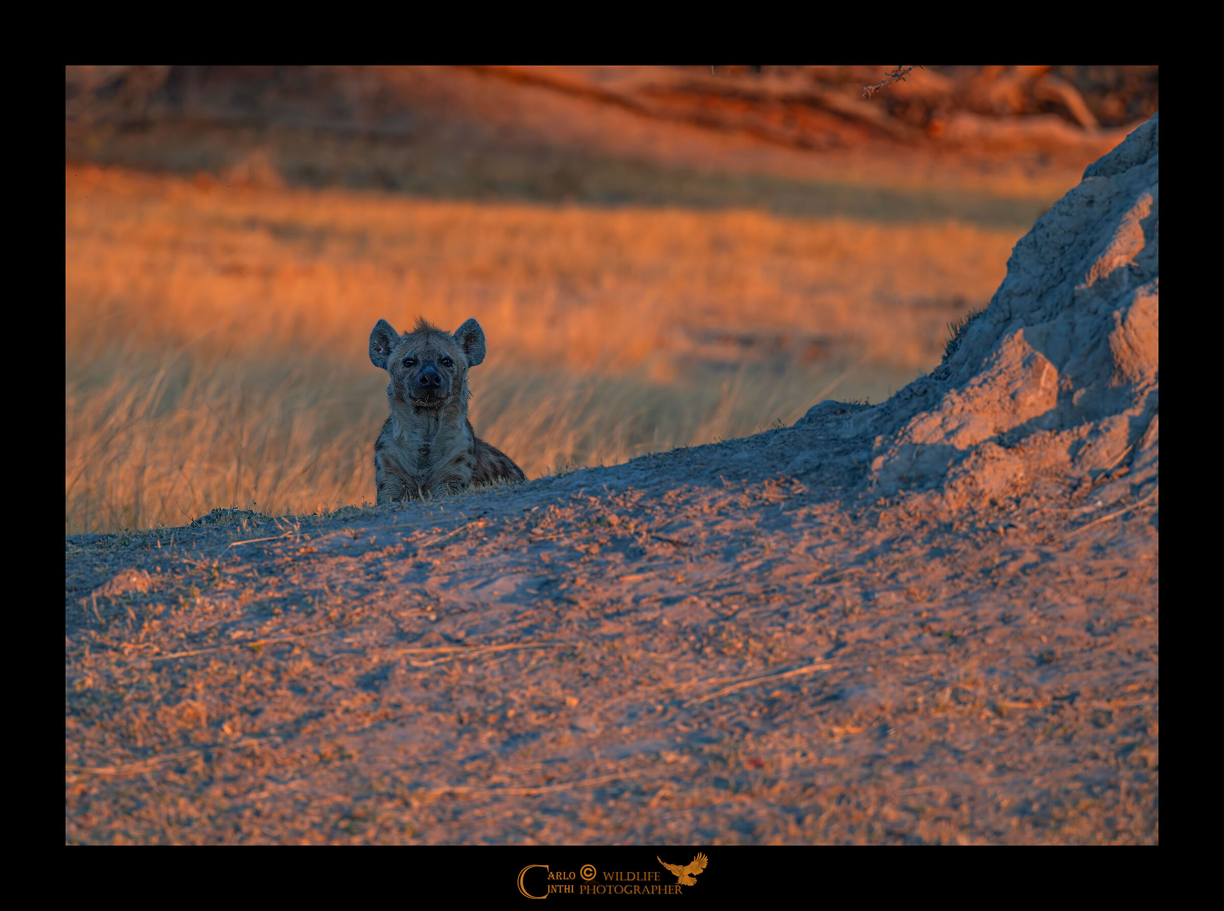 Hyena at sunset