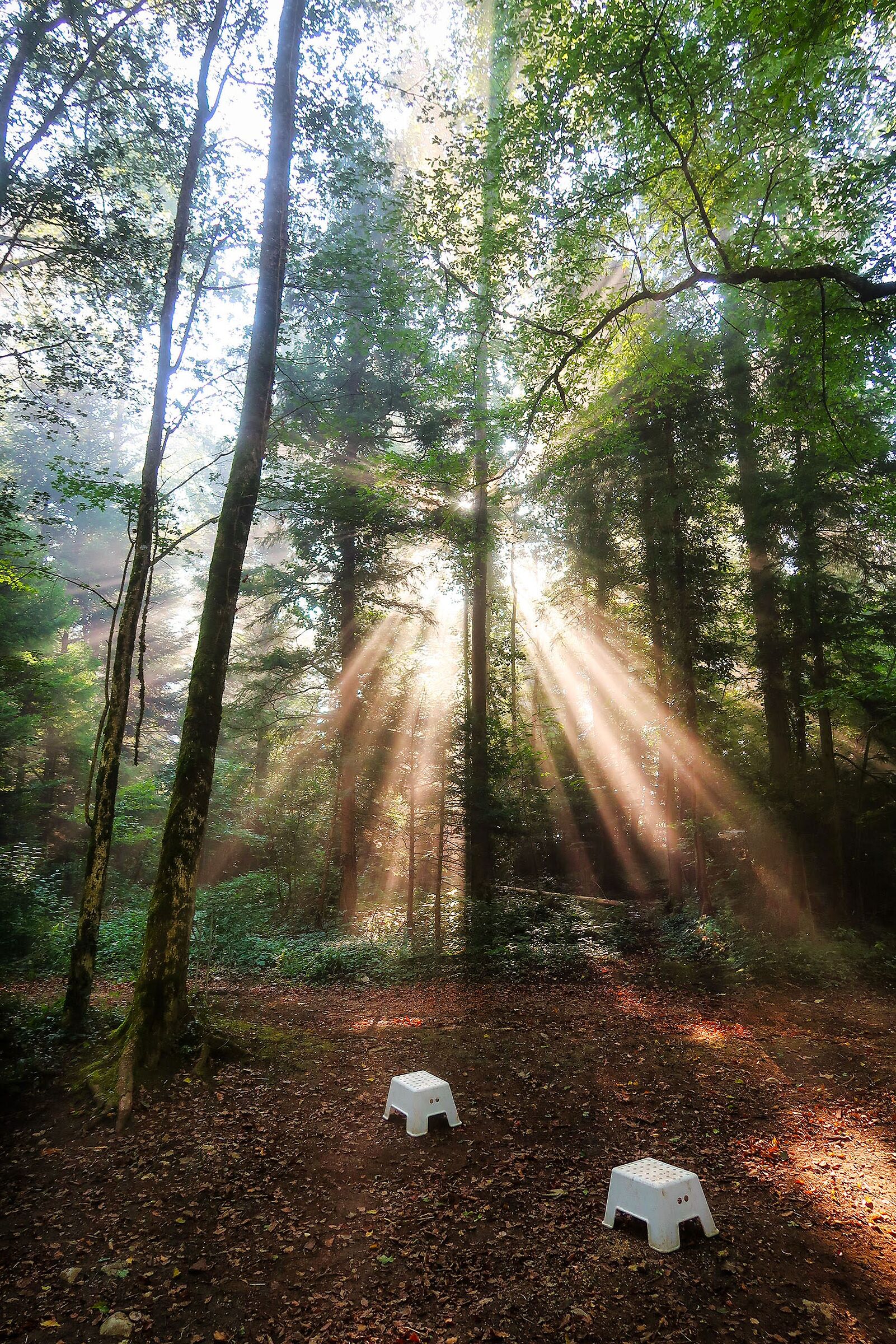 Le luci nel bosco, Domont (JU), Svizzera