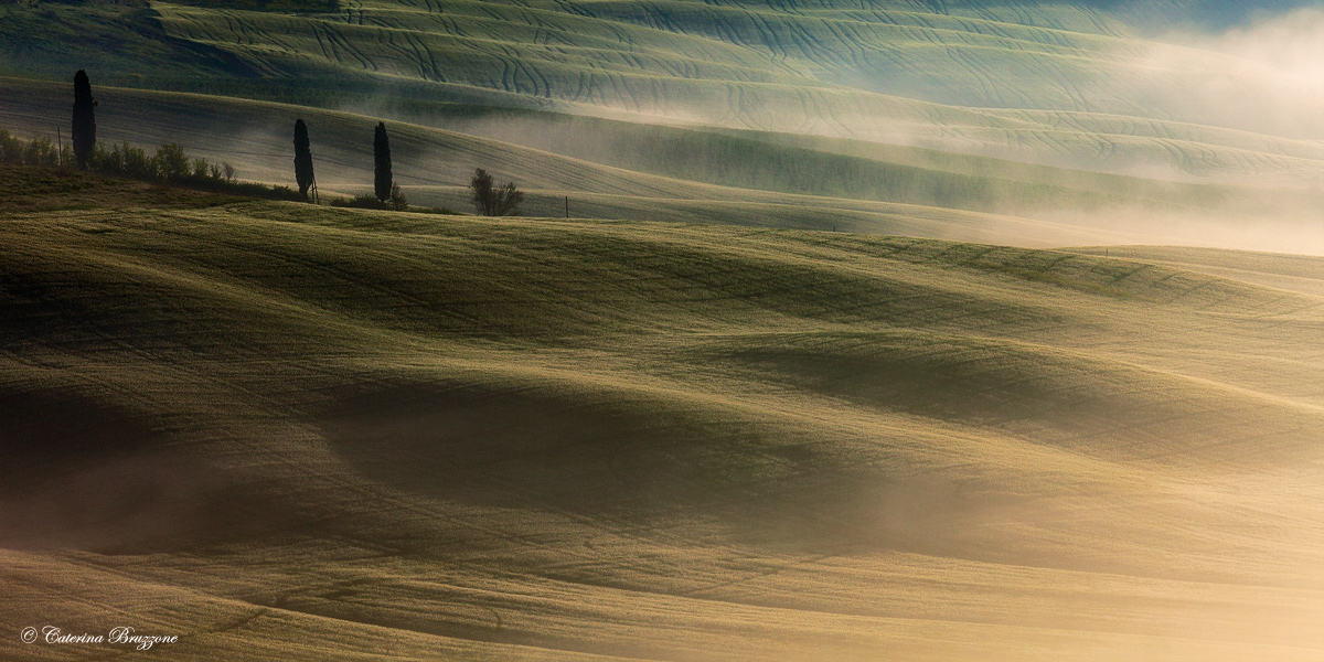 Cipressi tra nebbia e luce