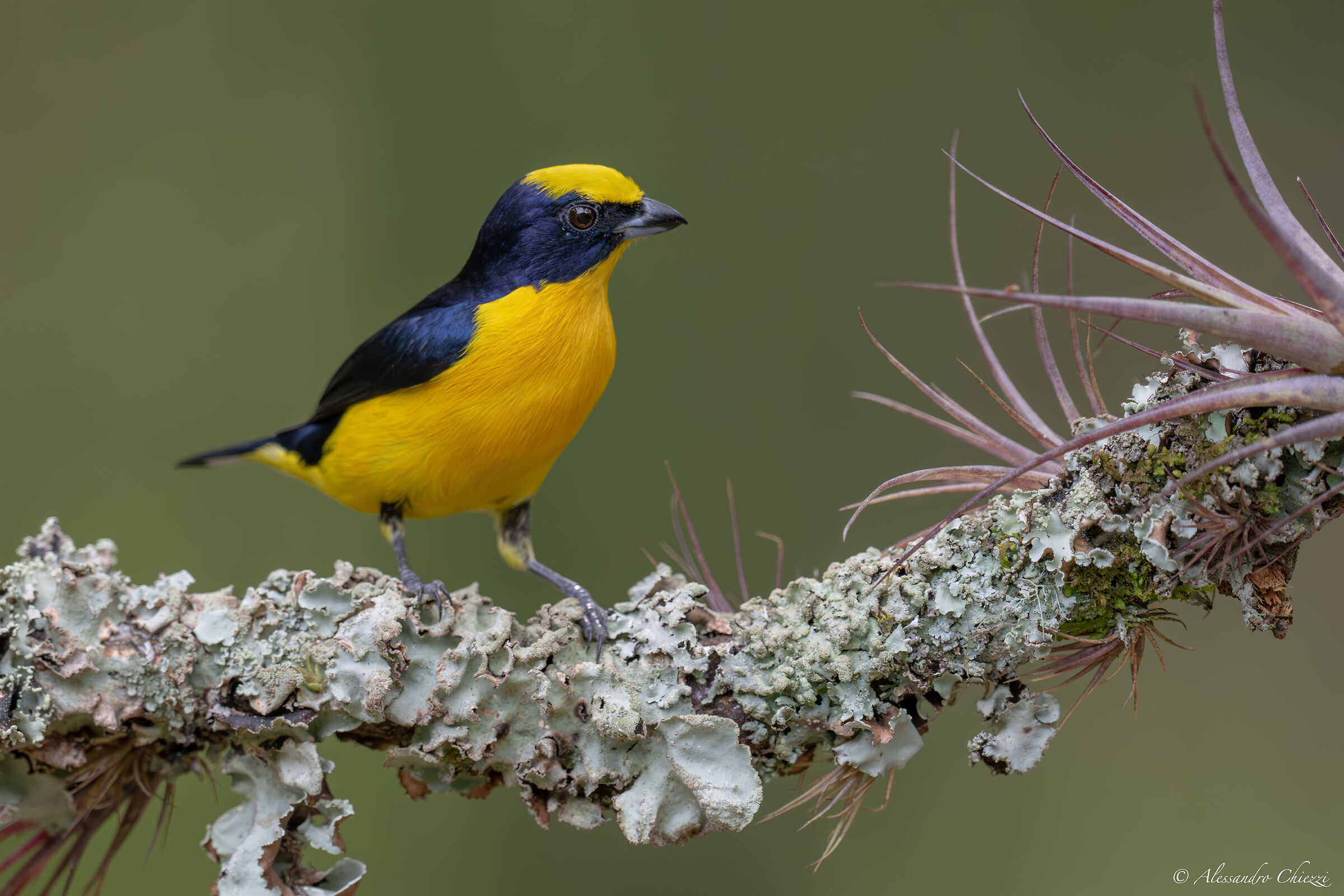 Strong-billed euphony