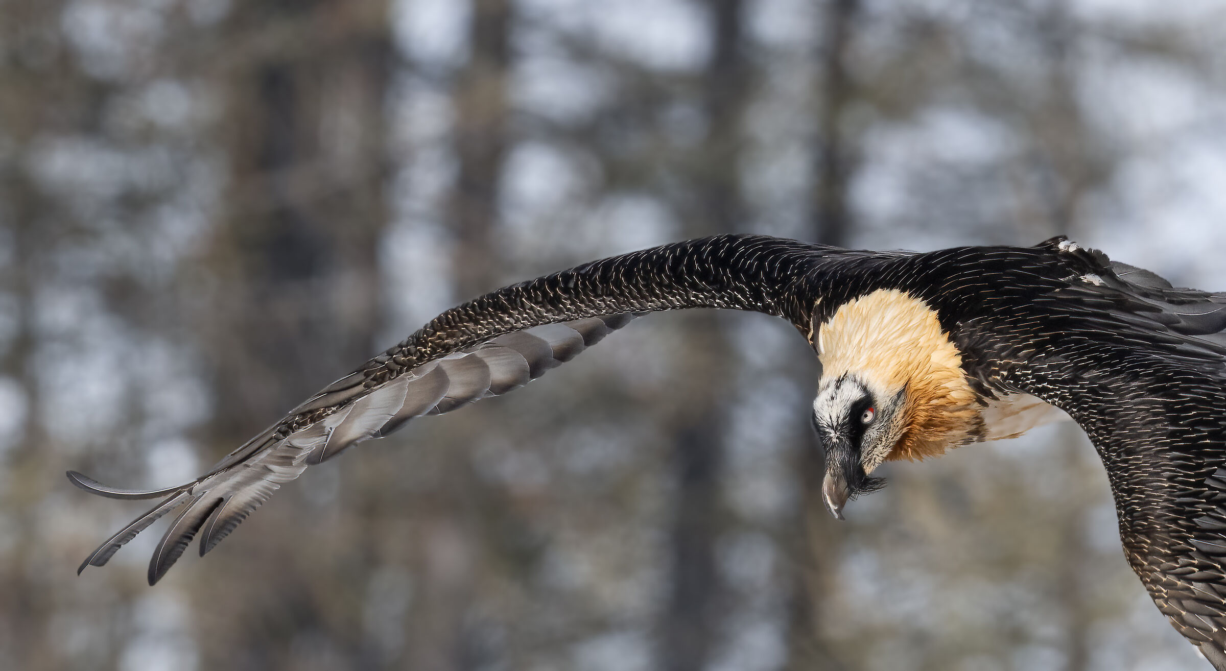 Gypaetus barbatus - Gran Paradiso National Park