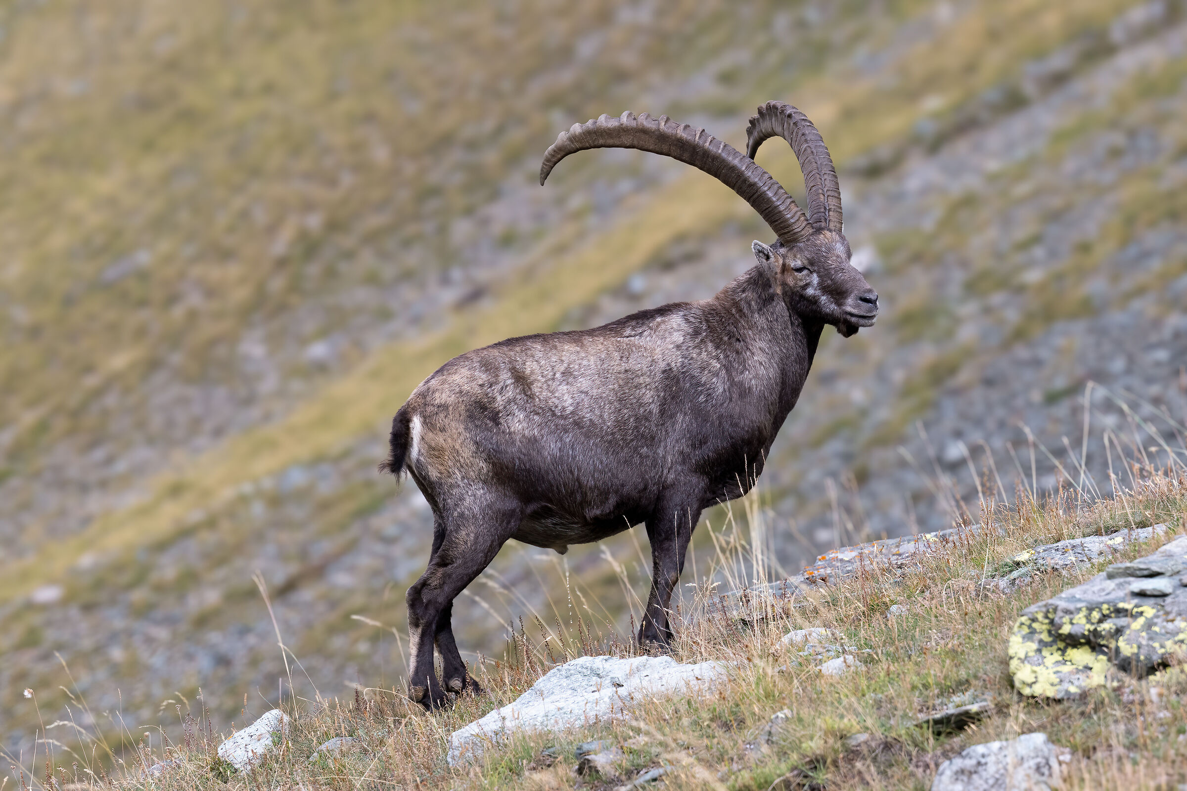 Stambecco - Parco Nazionale del Gran Paradiso