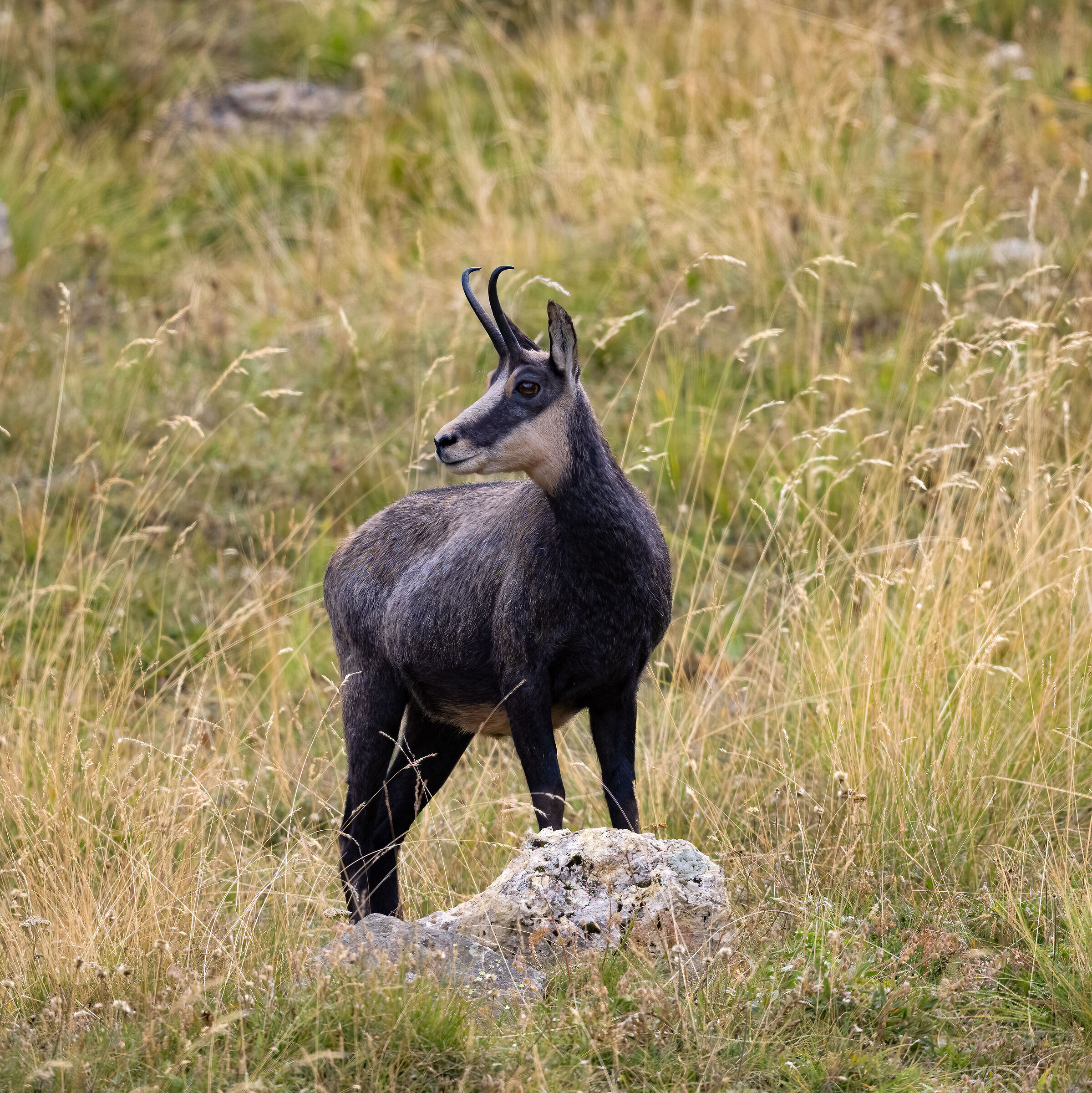 Camoscio - Parco Nazionale del Gran Paradiso