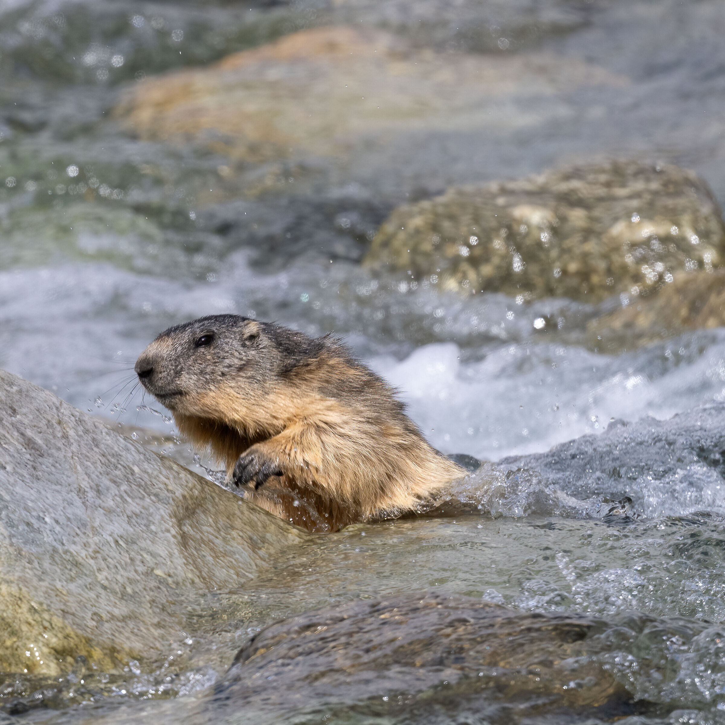 Marmotte